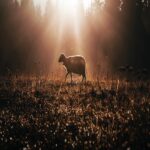 Alejandro Huanca Acosta