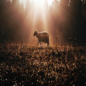 La sangre del Cordero